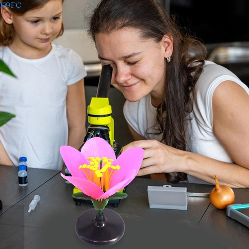 Modelo ensino planta realista  - Science Exhibition Models avaliação e preço